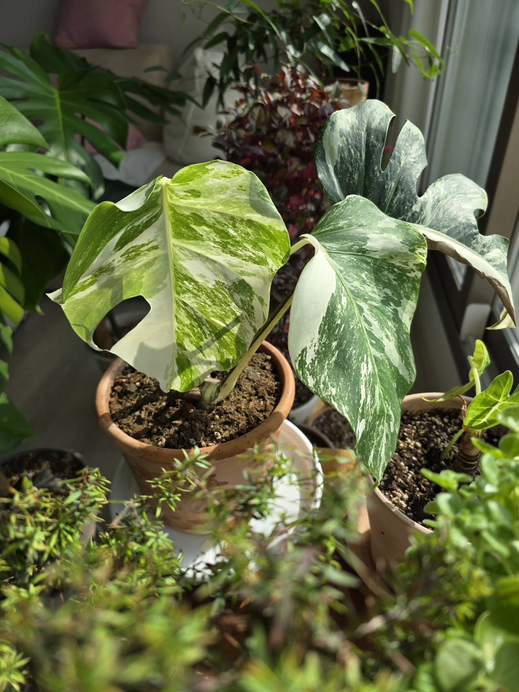 너무 예쁜 알보에요