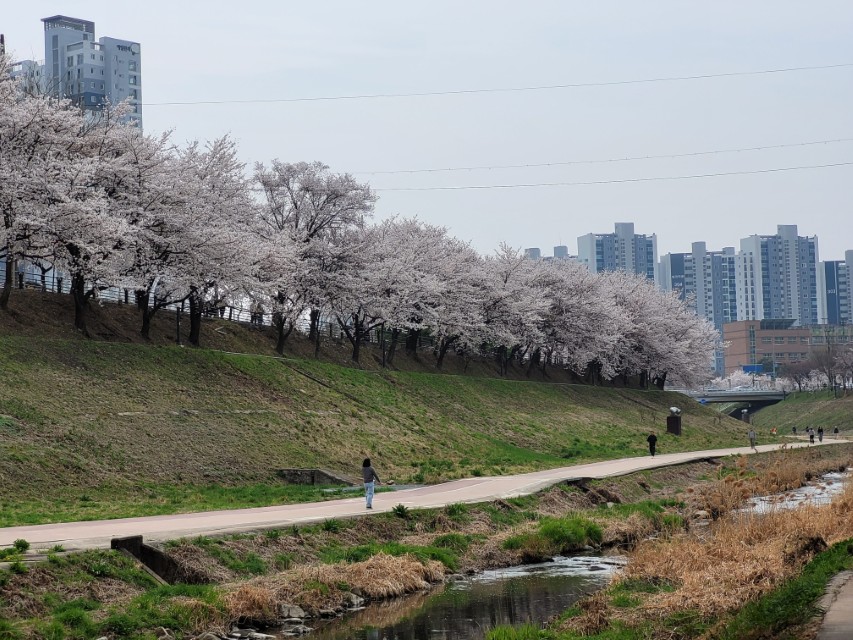 하남 덕풍천 벚꽃 산책길