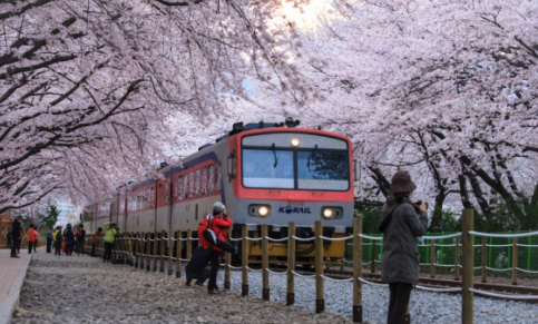 진해군항제 사진