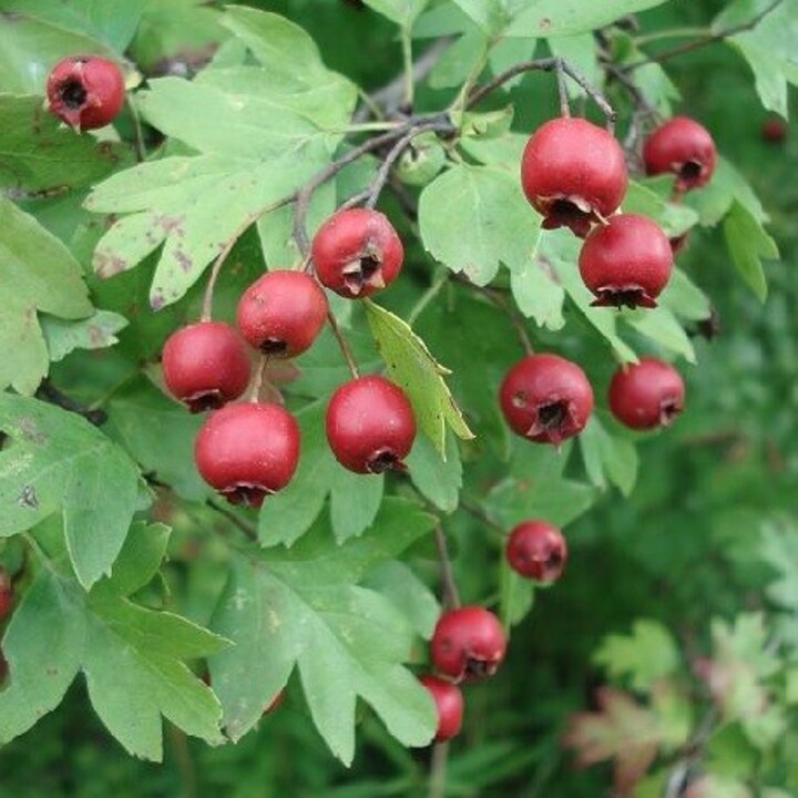산사나무 열매 효능 및 먹는방법