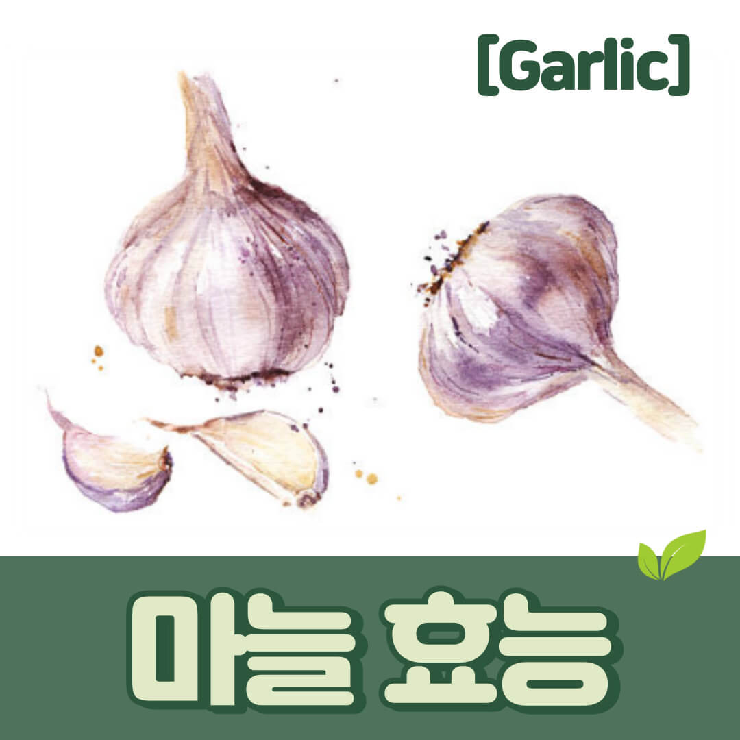 마늘