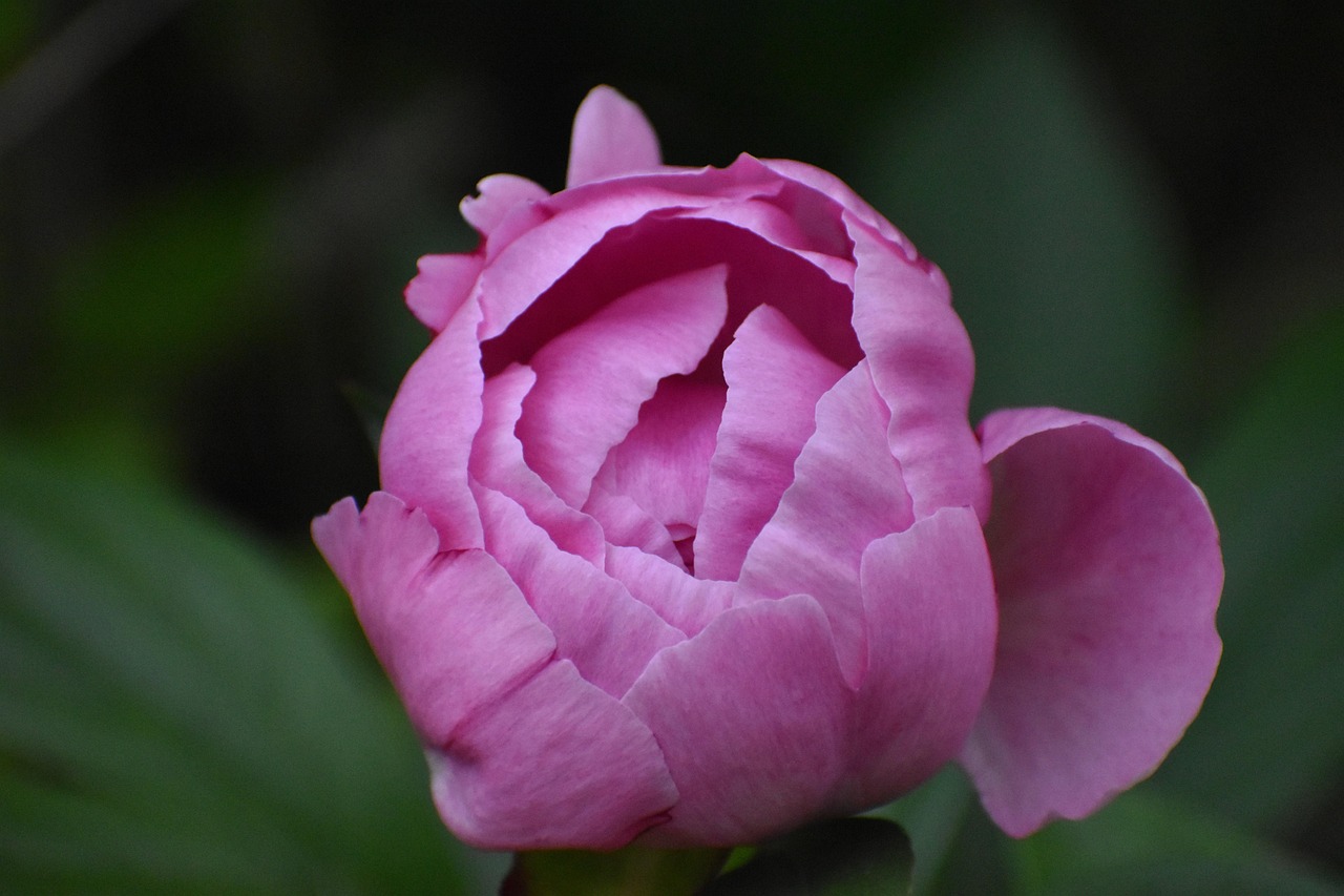 화순 연둔리 둔동마을 작약꽃 숲정이