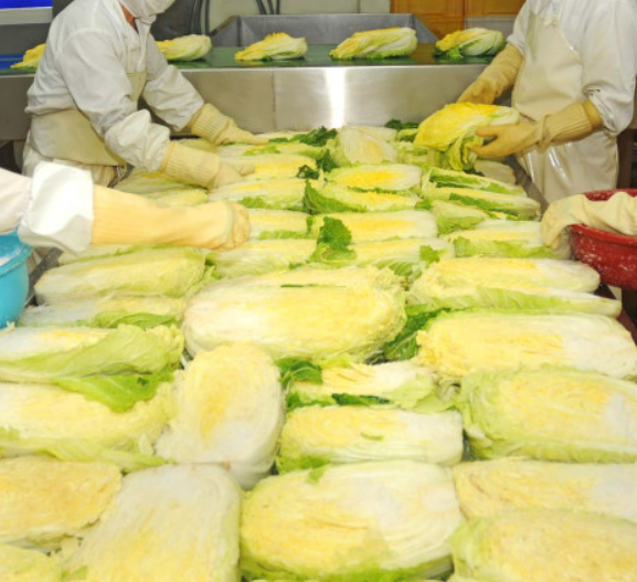 강원도 고랭지 절임배추