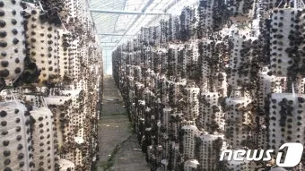 목이버섯 재배 원목 재배 수분 관리 위생 관리_7