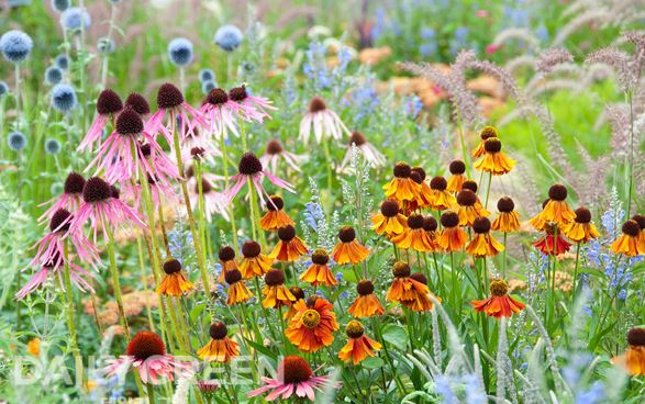 에키나시아-에키네시아-효능