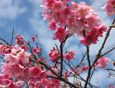 일본 벗꽃 시즌