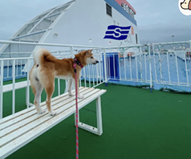 퀸제누비아 펫가든