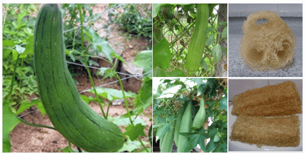 수세미오이