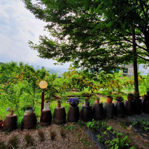 생방송투데이 닭볶음탕 강원도 춘천