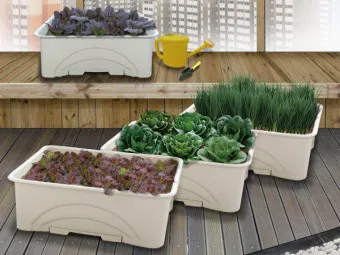 베란다 상자텃밭 상추 루꼴라 방울토마토 허브 모음 재배_5