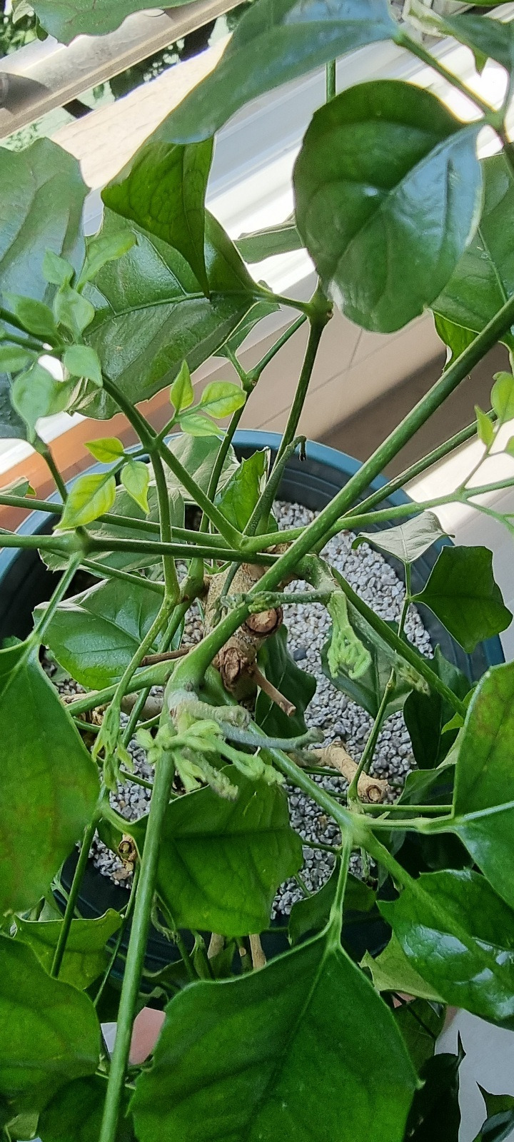 녹보수 어린 새잎