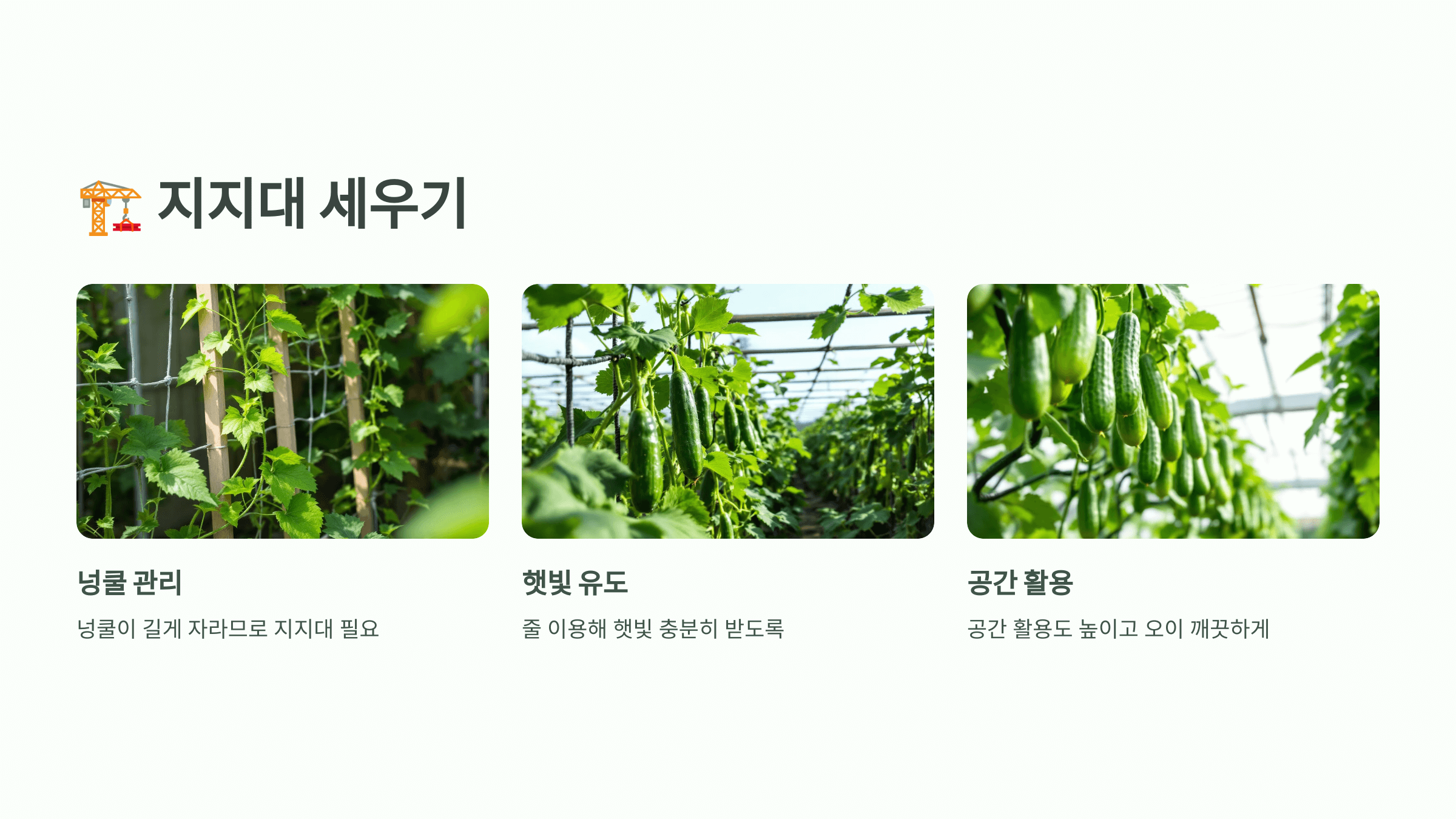 오이 사진입니다.