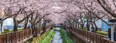 2025년 진해 군항제 벚꽃축제 관련사진