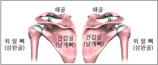  오십견인 줄 알았더니 아니라고? ... 어깨 통증의 종류와 치료법
