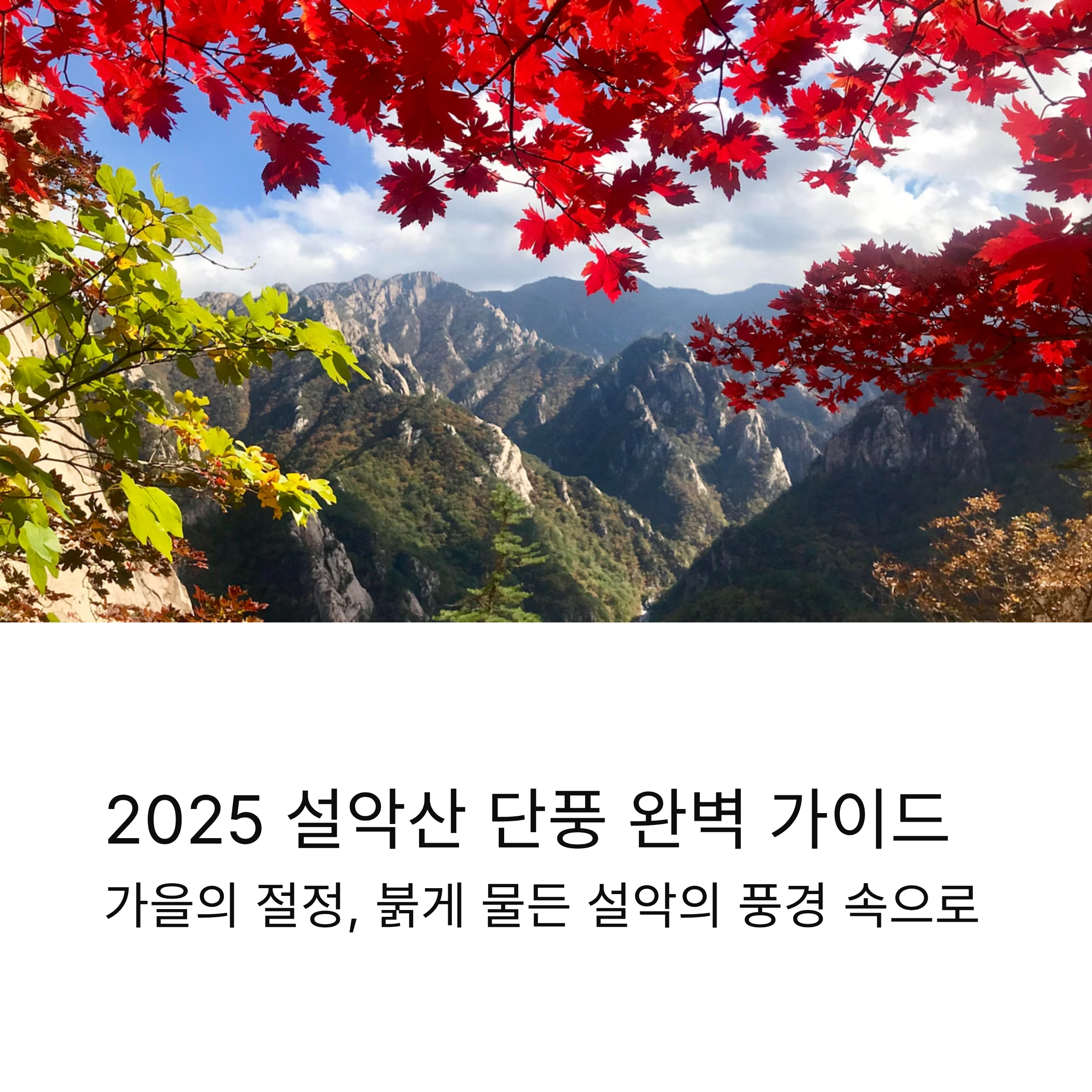 2025 설악산 단풍 시기 완벽 가이드 — 절정 시기·등산코스·여행 꿀팁 총정리