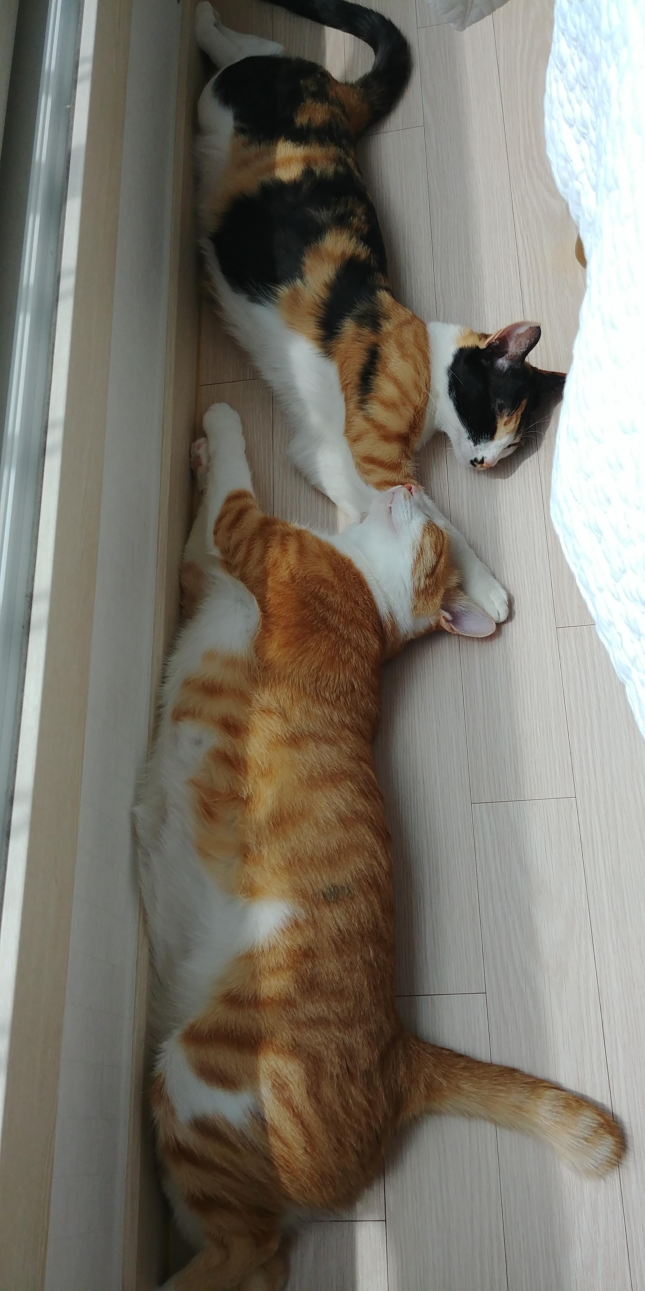 사이좋은 고양이들. 우리집 1호, 2호 공식 커플.