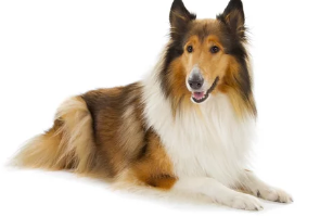 러프콜리/출처:어도비스톡