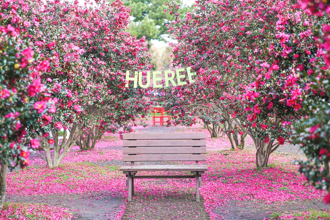 제주 휴애리 자연생활공원 벚꽃 여행 드라이브 데이트 맛집 강아지동반