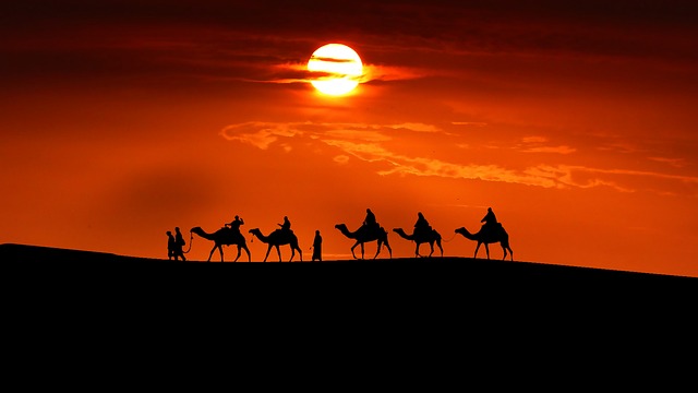 노을지는 사막의 낙타 행렬