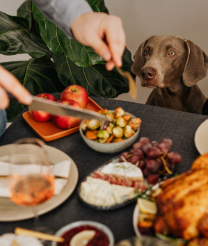 강아지가 음식 바라보는 모습