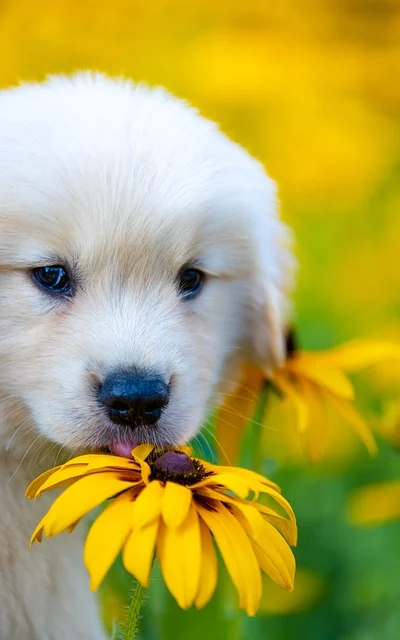 고양이 나오는 꿈&amp;#44; 고양이 죽는 꿈&amp;#44;개에게 물리는 꿈&amp;#44;개가 꼬리 치는 꿈