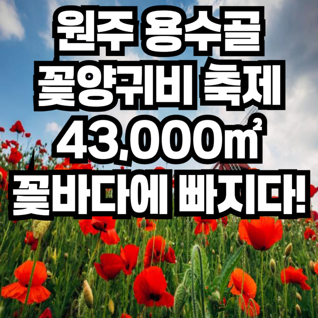 원주 용수골꽃양귀비 축제