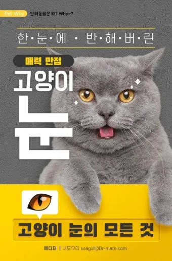 작은고양이 쪼꼬미 냥이 매력 탐구 귀여움 분석_2