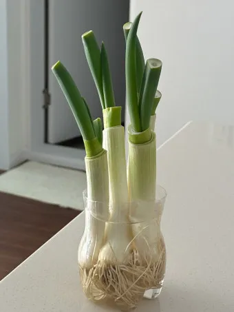 대파 재배 방법과 요령, 모종심는시기, 파종시기, 모종 심는법, 모종 간격_29