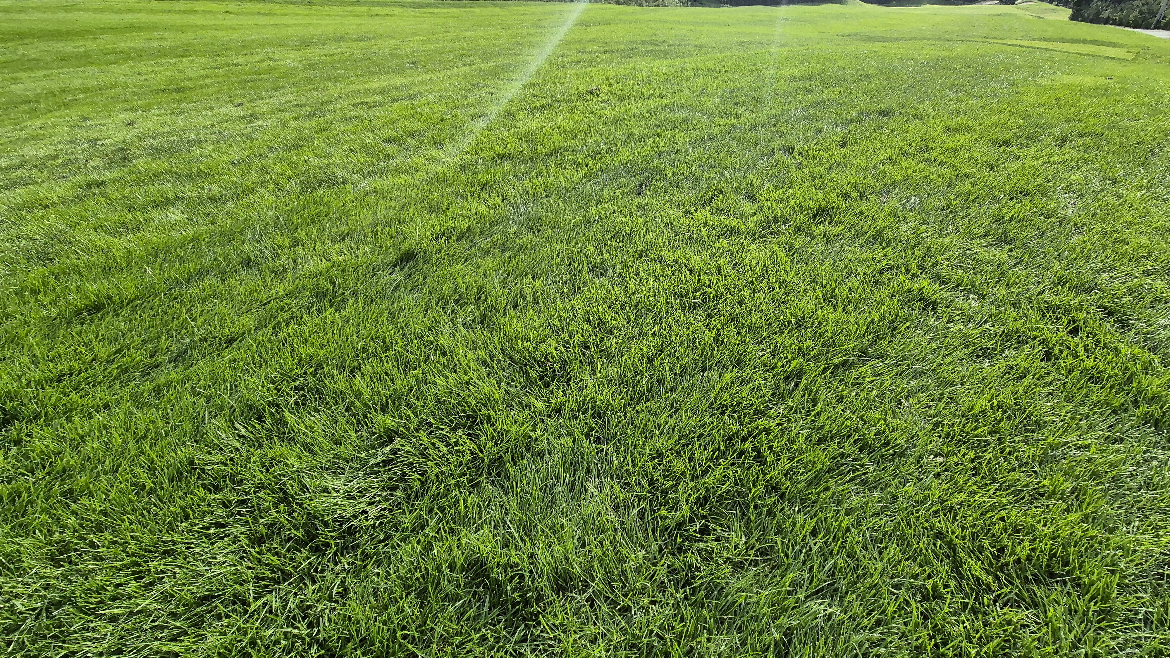 블랙스톤 벨포레cc 코스 관리 상태