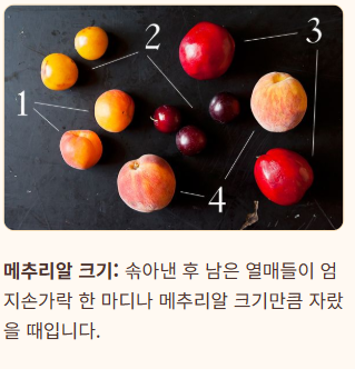 복숭아 봉지 씌우는 시기