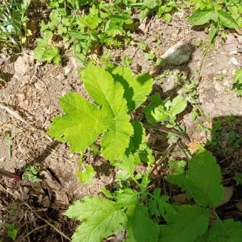 고급 산채 어수리 나물_24
