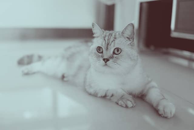 네이티브가 자주 쓰는 줄임말과 신조어