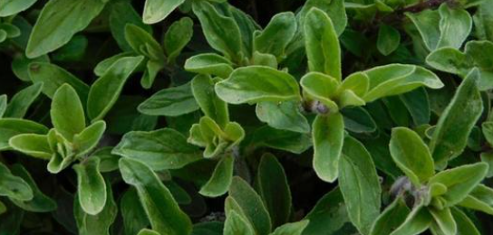 마조람 &ndash; 헤라의 허브, 사랑과 결혼의 보호자