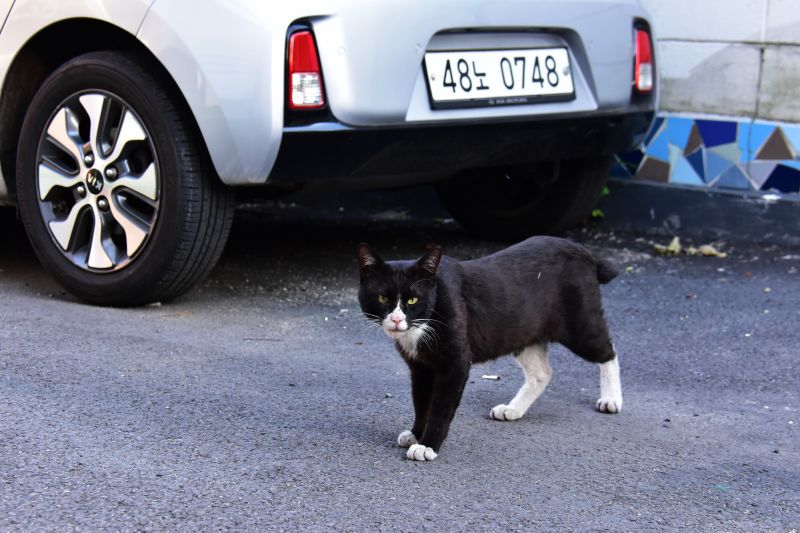 우암동 소막마을에서 만난 고양이