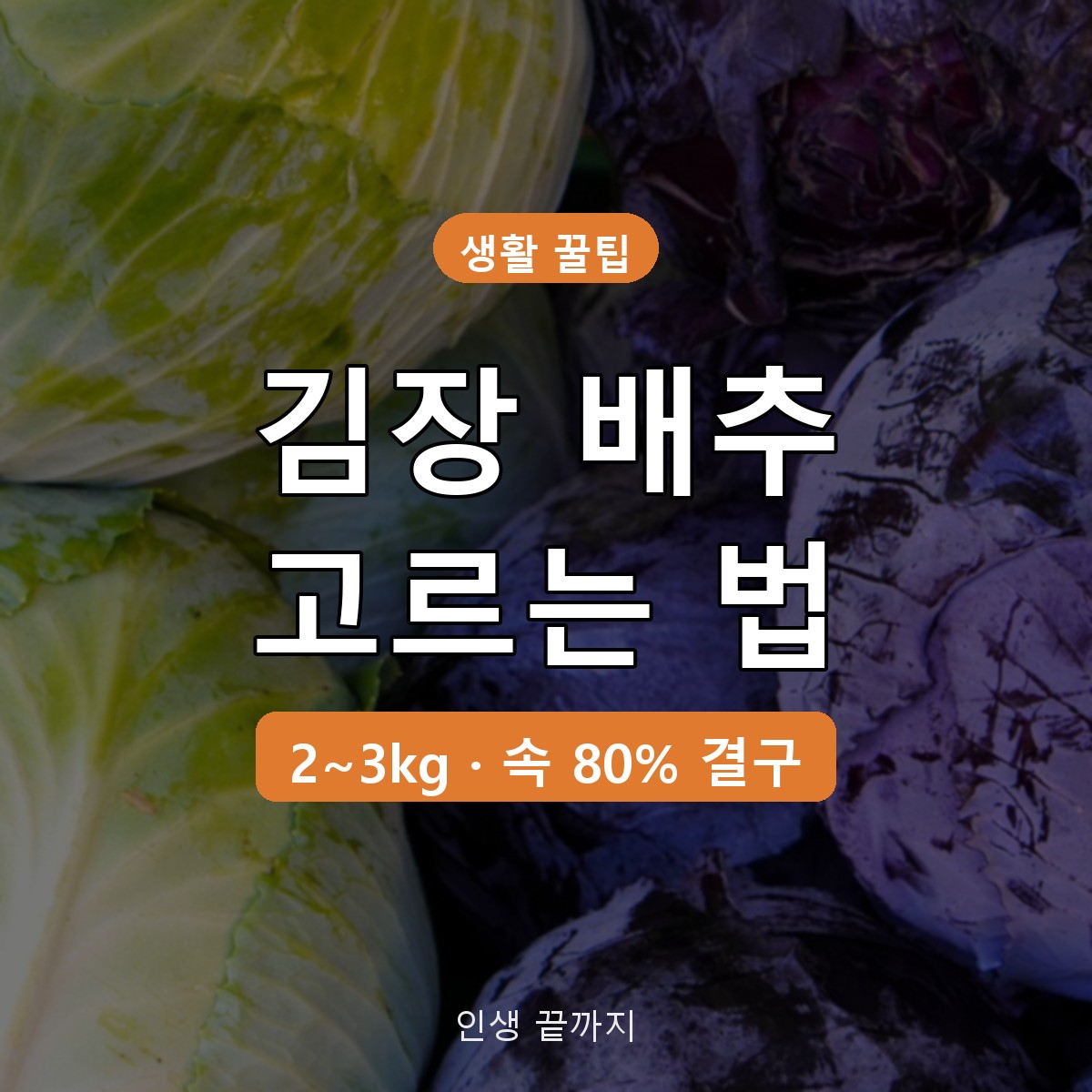 김장 배추 고르는 법, 2~3kg 무게와 속 80% 확인 기준 정리