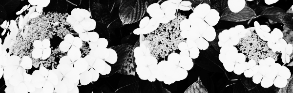 수국 종류: 큰잎 수국 (레이스캡 수국)