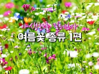여름꽃 종류 모음 여름 꽃나무 추천 12가지 정리_3