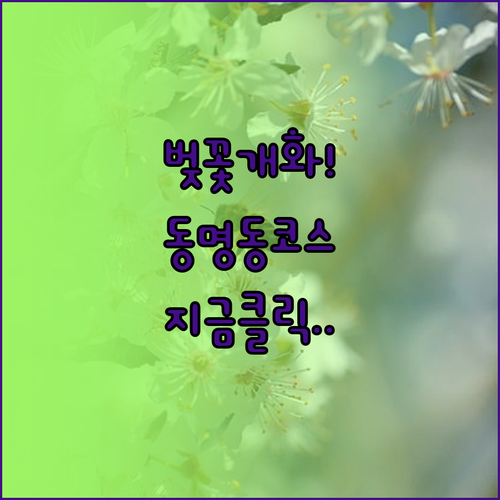 지산유원지 동명동 벚꽃 개화일과 나들..