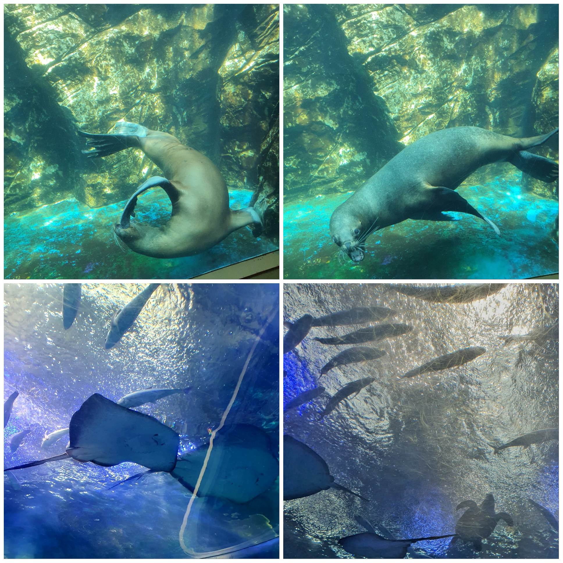 귀여운-고래들이-있어요.