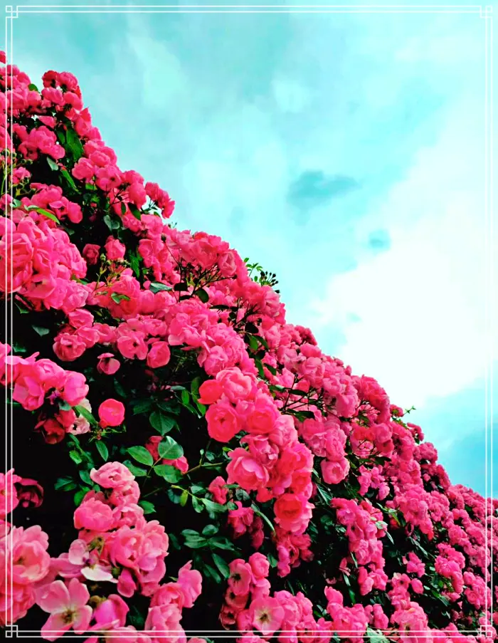 생방송 오늘저녁 논산 장미 정원, 230종 야생화, 식물원 카페, 직접키운 와송, 아로니아 스무디 맛집