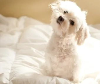 강아지 고개 갸우뚱 이유 의미 뜻_4