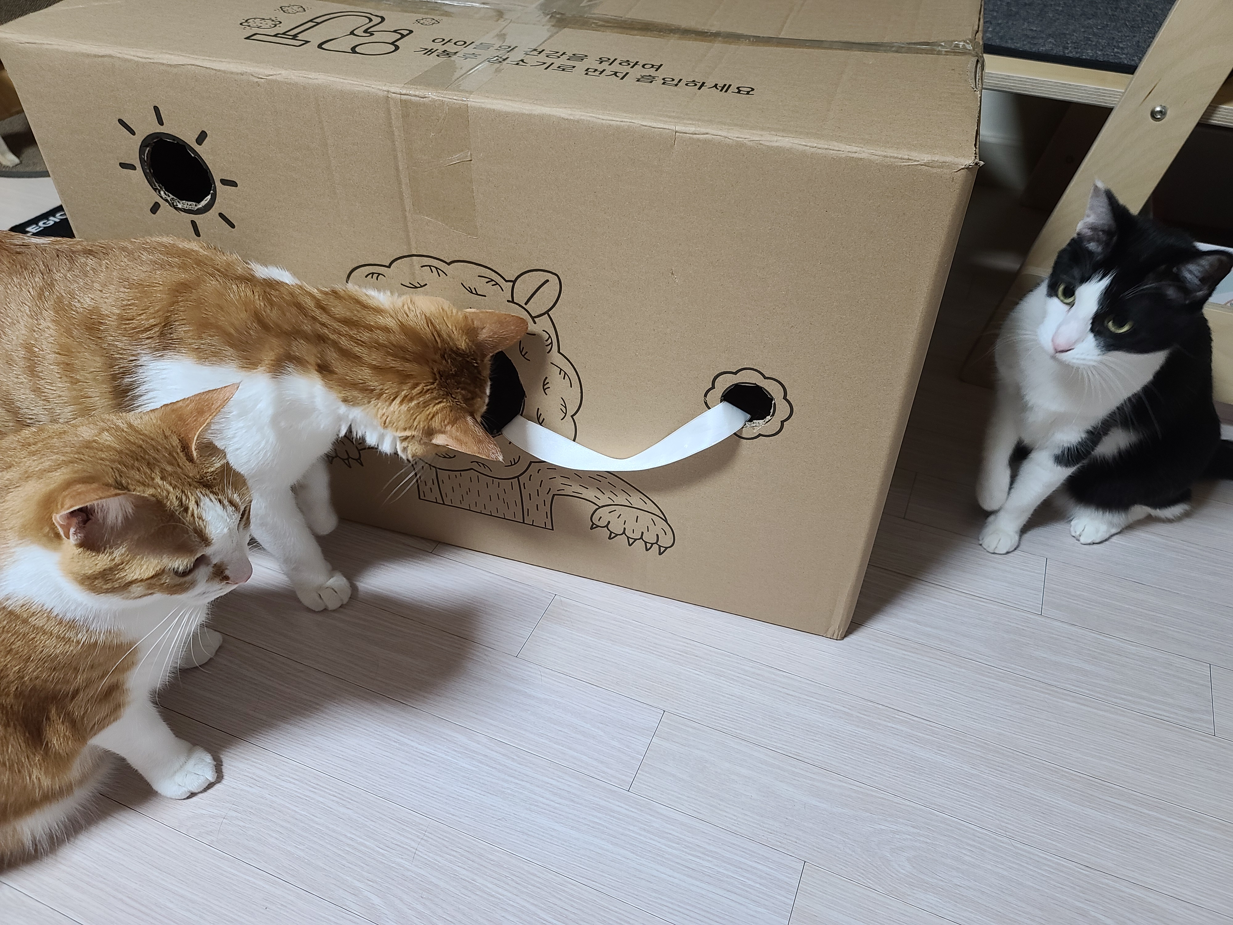 고양이들에게 귀여운 박스놀이터가 생겼다.(feat.가성비 좋은 고양이장난감)