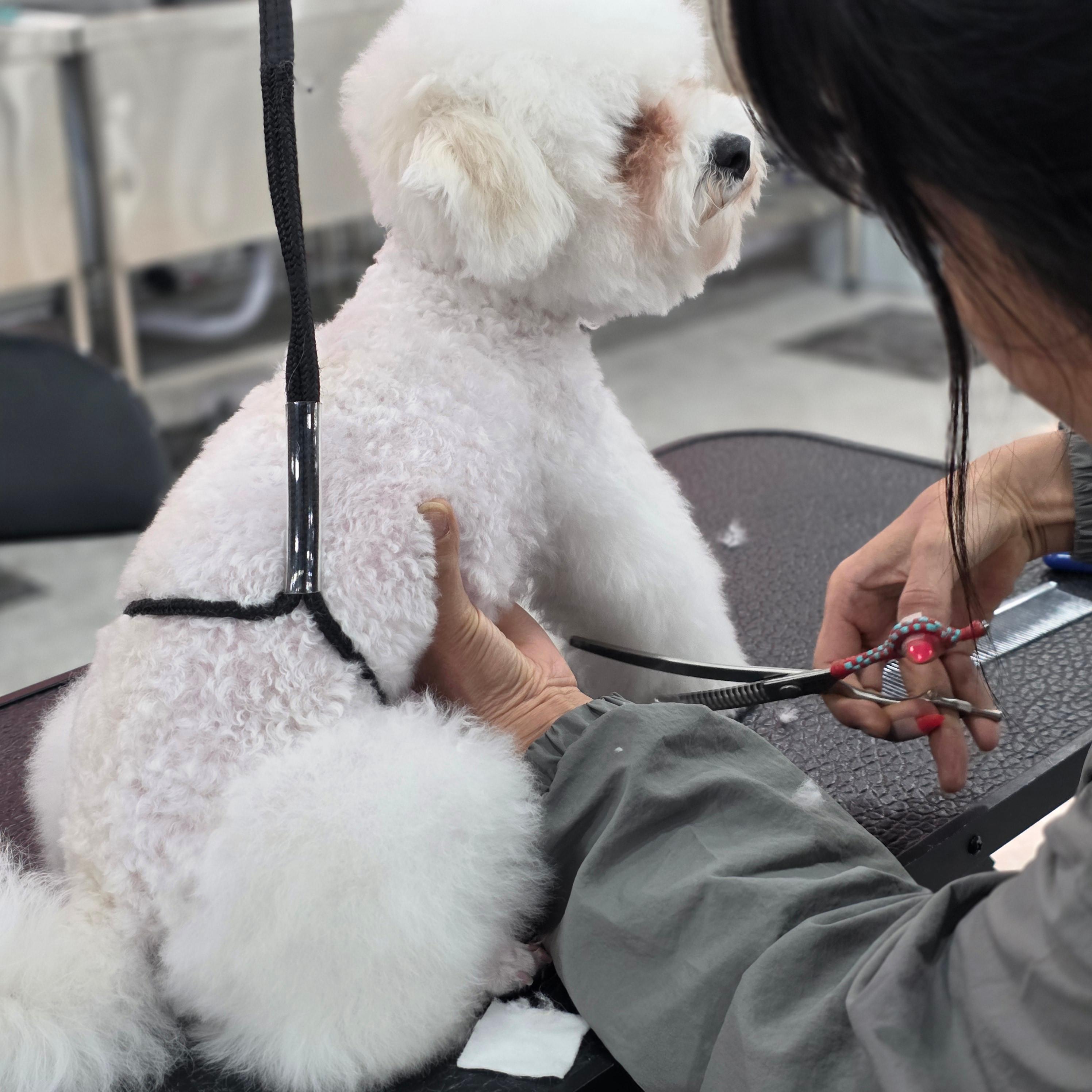 부산강아지미용학원