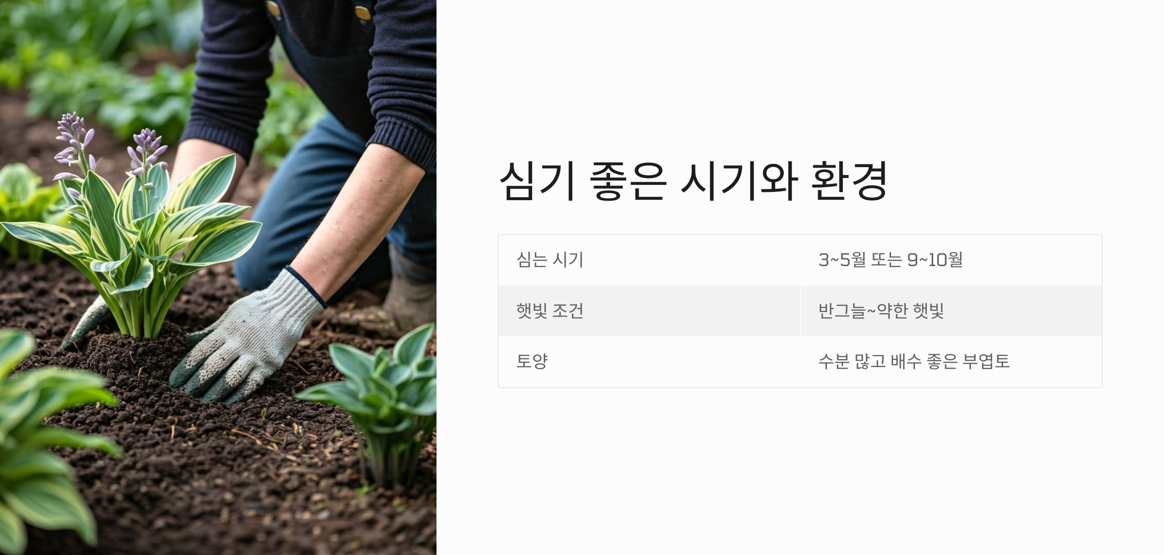 일월비비추