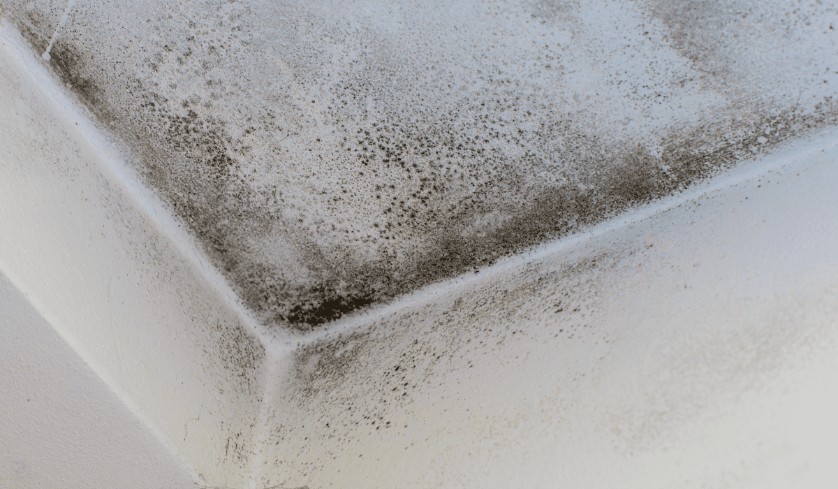 곰팡이_냄새_없애는_법_24