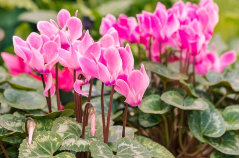 겨울 꽃 시클라멘