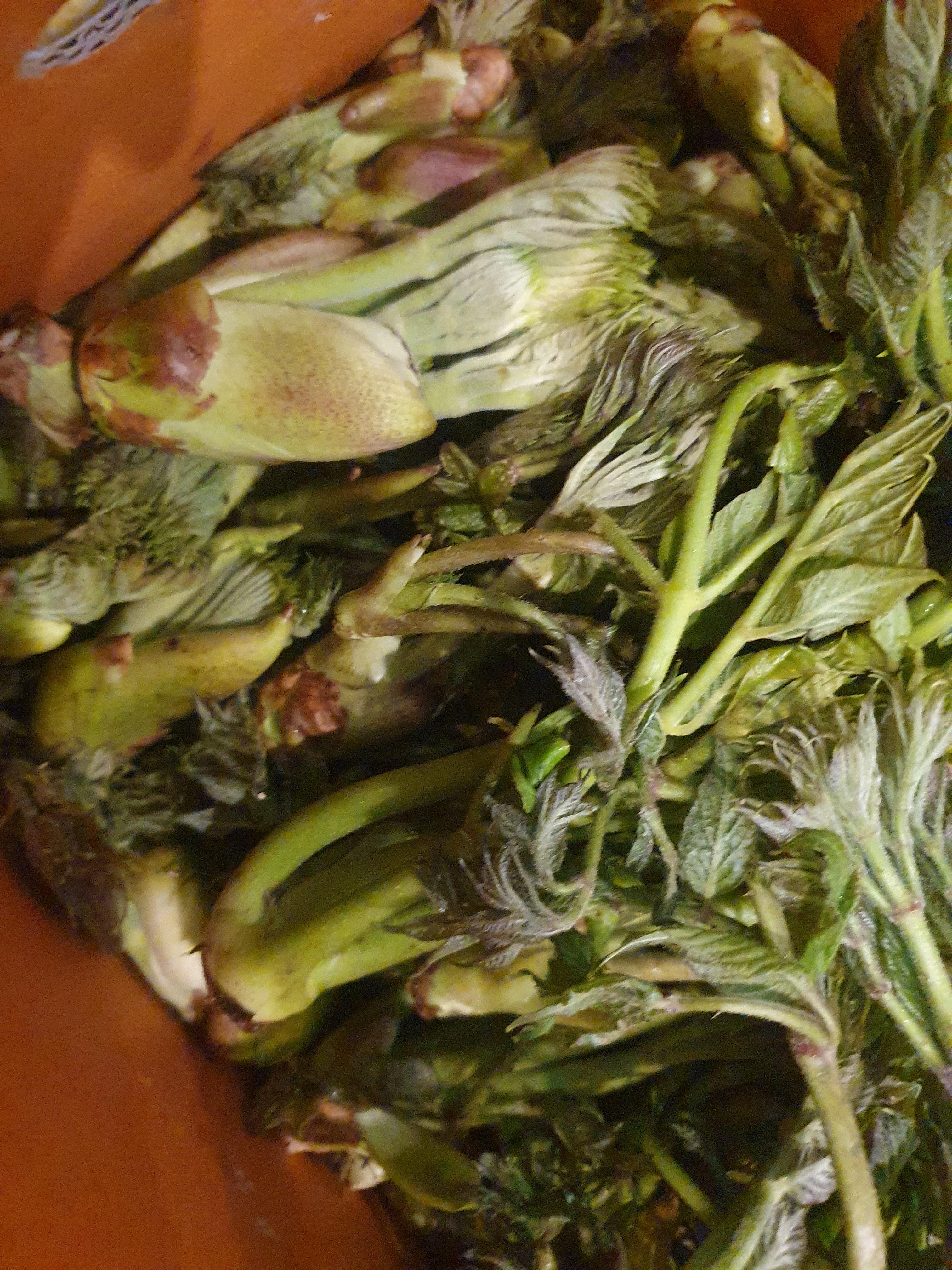 두릅 효능 가격 두릅 먹는 방법