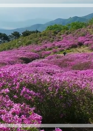 황매산 철쭉축제 주차장