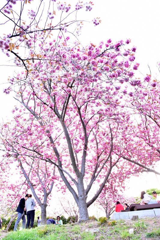 부산 민주공원 겹벚꽃