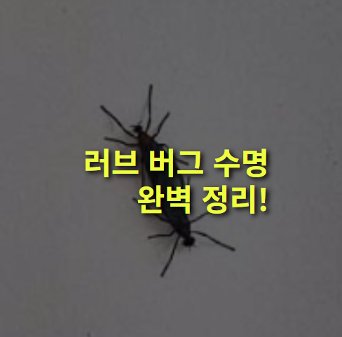 러브 버그 수명은? 완벽 정리